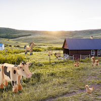 cow